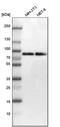 Moesin antibody, HPA011227, Atlas Antibodies, Western Blot image 