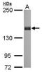 PTPRF Interacting Protein Alpha 1 antibody, GTX115098, GeneTex, Western Blot image 