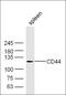 CD44 antibody, orb1267, Biorbyt, Western Blot image 