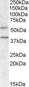 G-protein coupled receptor 81 antibody, PA5-19144, Invitrogen Antibodies, Western Blot image 