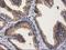 Glucosylceramidase Beta 3 (Gene/Pseudogene) antibody, NBP2-00521, Novus Biologicals, Flow Cytometry image 