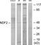 Neuronal Differentiation 2 antibody, TA314246, Origene, Western Blot image 