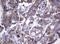 Neuraminidase 1 antibody, LS-C175661, Lifespan Biosciences, Immunohistochemistry frozen image 