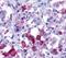 Arginine Vasopressin Receptor 1B antibody, OPA1-15268, Invitrogen Antibodies, Immunohistochemistry frozen image 