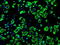 ATP Synthase F1 Subunit Beta antibody, TA500836, Origene, Immunofluorescence image 