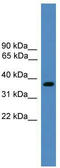 Barttin antibody, TA342659, Origene, Western Blot image 