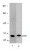 Glutathione-S-Transferase Tag antibody, AM26390PU-N, Origene, Western Blot image 