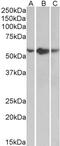 Surfactant Protein A1 antibody, 42-993, ProSci, Western Blot image 