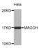 Mago Homolog, Exon Junction Complex Subunit antibody, MBS129113, MyBioSource, Western Blot image 