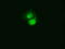 Cilia And Flagella Associated Protein 298 antibody, LS-C115352, Lifespan Biosciences, Immunofluorescence image 