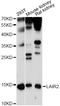 Leukocyte Associated Immunoglobulin Like Receptor 2 antibody, A14618-1, Boster Biological Technology, Western Blot image 