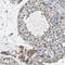 Nanos C2HC-Type Zinc Finger 2 antibody, HPA014190, Atlas Antibodies, Immunohistochemistry frozen image 