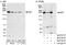 CTD small phosphatase-like protein antibody, NB100-2579, Novus Biologicals, Western Blot image 