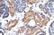 Zinc finger protein-like 1 antibody, A12902, Boster Biological Technology, Immunohistochemistry frozen image 