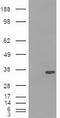 Pancreatic And Duodenal Homeobox 1 antibody, LS-C114334, Lifespan Biosciences, Western Blot image 