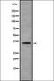 Adenosine A2b Receptor antibody, orb337431, Biorbyt, Western Blot image 