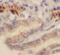 Regenerating Family Member 3 Alpha antibody, FNab09961, FineTest, Immunohistochemistry frozen image 