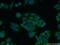 Tumor Protein P53 Inducible Nuclear Protein 1 antibody, 17872-1-AP, Proteintech Group, Immunofluorescence image 