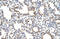 Zinc Finger Protein 195 antibody, 28-970, ProSci, Immunohistochemistry frozen image 