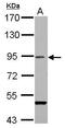 RanBP9 antibody, GTX106378, GeneTex, Western Blot image 