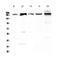 Period Circadian Regulator 1 antibody, A00876, Boster Biological Technology, Western Blot image 