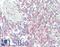 UPF1 RNA Helicase And ATPase antibody, LS-B15453, Lifespan Biosciences, Immunohistochemistry paraffin image 