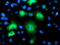 BAI1 Associated Protein 2 antibody, LS-C786089, Lifespan Biosciences, Immunofluorescence image 