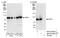 Anaphase-promoting complex subunit 4 antibody, NB100-59824, Novus Biologicals, Western Blot image 