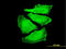 Forkhead Box O3 antibody, LS-B9906, Lifespan Biosciences, Immunofluorescence image 