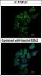 ST3 Beta-Galactoside Alpha-2,3-Sialyltransferase 1 antibody, GTX106121, GeneTex, Immunofluorescence image 