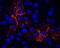 Plakophilin 2 antibody, GP-PP2, Progen Biotechnik GmbH, Immunofluorescence image 