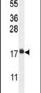 Ribosomal Protein L27a antibody, PA5-24420, Invitrogen Antibodies, Western Blot image 