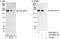 Rap Guanine Nucleotide Exchange Factor 6 antibody, A301-968A, Bethyl Labs, Western Blot image 