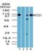 Metastasis suppressor protein 1 antibody, TA337042, Origene, Western Blot image 
