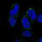 DMRT Like Family A2 antibody, PA5-66545, Invitrogen Antibodies, Immunofluorescence image 