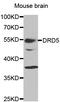 Dopamine Receptor D5 antibody, LS-C331655, Lifespan Biosciences, Western Blot image 