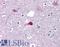 Zinc Finger Protein 687 antibody, LS-B4733, Lifespan Biosciences, Immunohistochemistry frozen image 