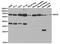 Monoamine Oxidase A antibody, TA327037, Origene, Western Blot image 