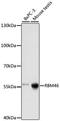 RNA Binding Motif Protein 46 antibody, A18149, Boster Biological Technology, Western Blot image 