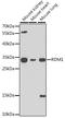 RAD52 Motif Containing 1 antibody, A6845, ABclonal Technology, Western Blot image 