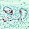 Mucin 2, Oligomeric Mucus/Gel-Forming antibody, MA5-11240, Invitrogen Antibodies, Immunohistochemistry paraffin image 
