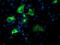 Nucleobindin 1 antibody, NBP2-01446, Novus Biologicals, Immunofluorescence image 
