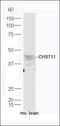 Carbohydrate Sulfotransferase 11 antibody, orb182619, Biorbyt, Western Blot image 