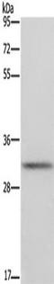 Fc Fragment Of IgA Receptor antibody, TA349973, Origene, Western Blot image 