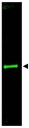 Slit homolog 3 protein antibody, AP09291PU-N, Origene, Western Blot image 