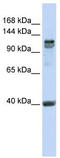 Regulatory Factor X1 antibody, TA330043, Origene, Western Blot image 