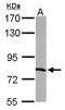 Replication Protein A1 antibody, TA308716, Origene, Western Blot image 