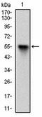 PWWP Domain Containing 3A, DNA Repair Factor antibody, orb100374, Biorbyt, Western Blot image 