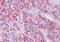 Metastasis Associated 1 antibody, NB100-823, Novus Biologicals, Immunohistochemistry frozen image 