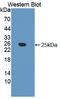 Ephrin A5 antibody, LS-C695160, Lifespan Biosciences, Western Blot image 